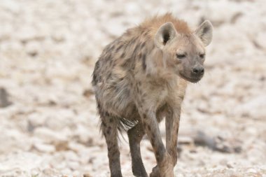 hyena, ahyena aena, acuena, croi, etosha national park, namibia, africa