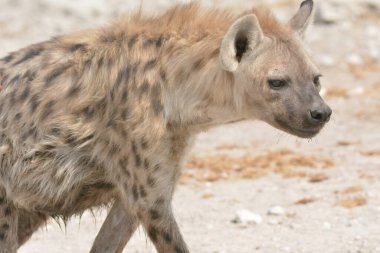 close - up of a male hyena, hyena ena, south africa