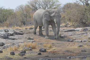 Afrika savanındaki fil.