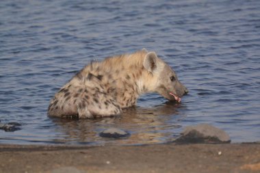a white wolf in the water