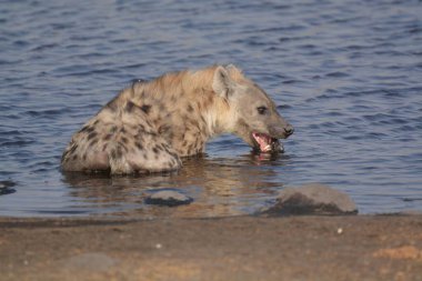 Namibya 'daki Etoşa Milli Parkı' nda sırtlan.