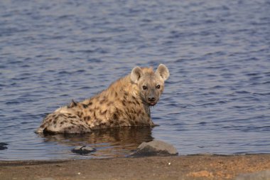 Etoşa Ulusal Parkı, Namibya 'da dişi bir Hyhyena.