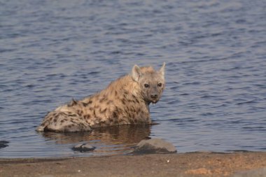 a white polar bear swimming in the water