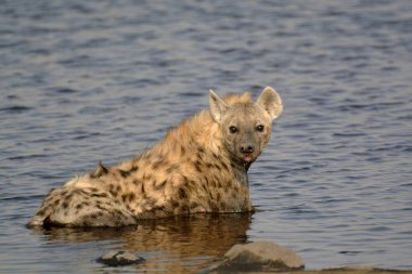 Etoşa Ulusal Parkı, Namibya 'daki Afrika aslanı.