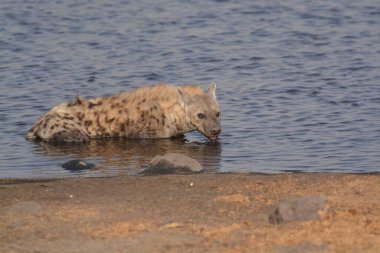 lion drinking on the lake