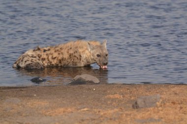 a white lion is drinking water in the river