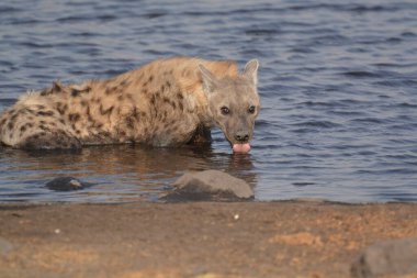 a white - tailed hyaena ( crocrocuus hyena ) drinking water from a water hole in the sand