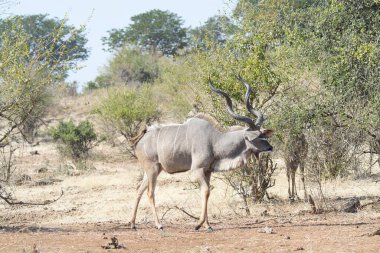 Parktaki erkek kudu.