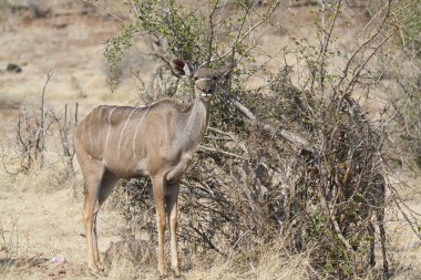female gazelle in the kruger national park