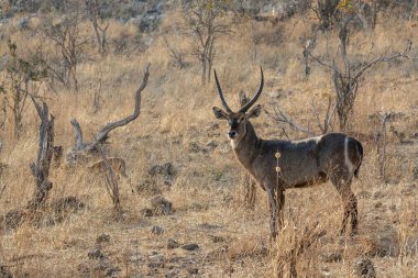 a male and female kudu in the kruger national park, south africa