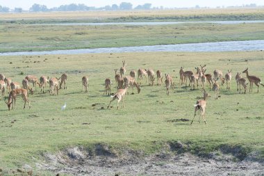 Savanada zebra sürüsü