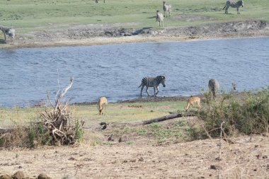 Savanadaki vahşi Afrika hayvanları.