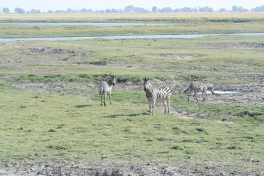 savana vahşi hayvanlar