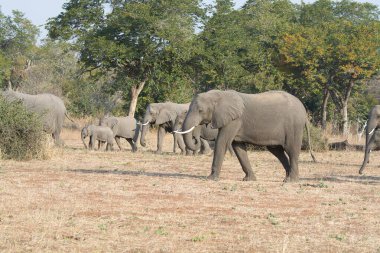 Kenya savanındaki fil