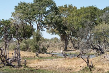 trees and bushes of a bush in the middle of a river