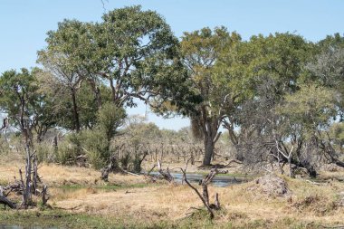 a view of the river in the forest of israel