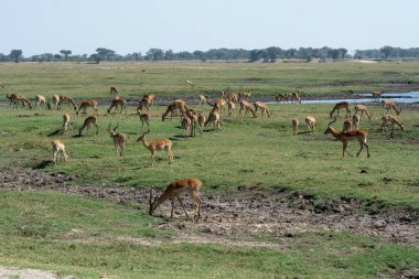 Savanadaki vahşi hayvanlar