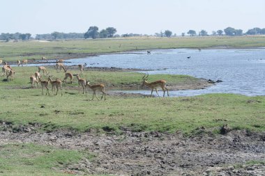 herd of deer in the lake