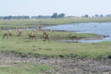 a flock of elephants in the savannah of the savannah of africa