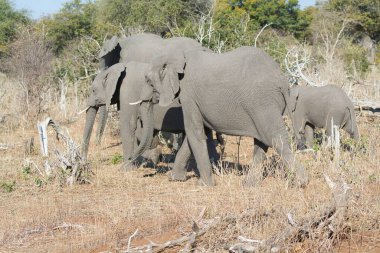 Kruger Ulusal Parkı 'ndaki fil ailesi.
