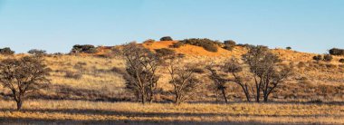 a beautiful view of a field of trees with a blue sky