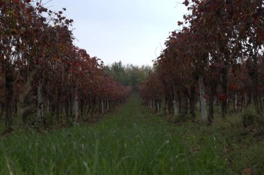 Bağda kırmızı şarap üzümü