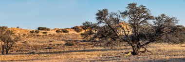 Ormanın ortasındaki tarlada güzel bir ağaç görüntüsü.