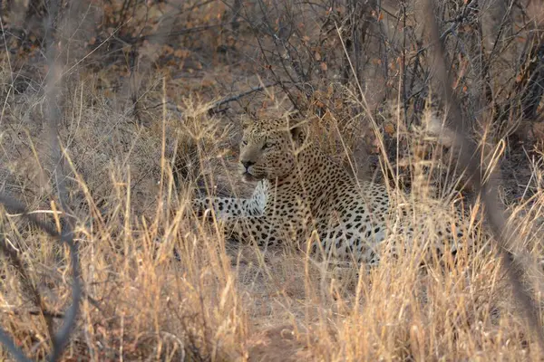leopard in the kruger park in kruger national park, south africa