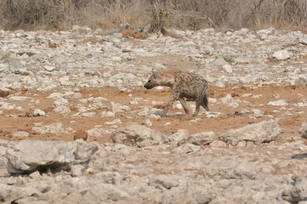 Vahşi Afrika yaban domuzu