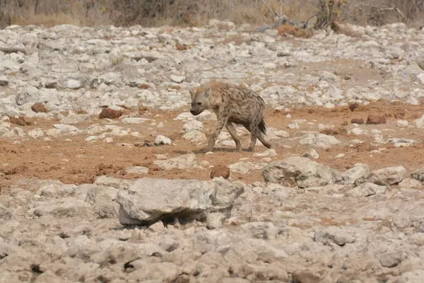 the white wolf is walking in the middle of the desert.