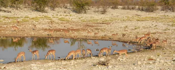 Sudaki bir grup hayvan.