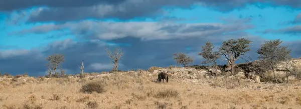 Tarladaki güzel bir ağaç görüntüsü.