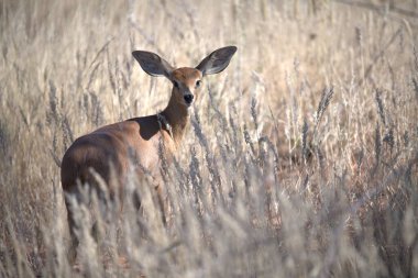 Doğal ortamda güzel bir geyik