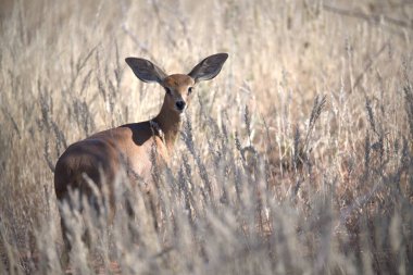 # Tarlada güzel vahşi yumurtalar #