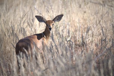 Ormanda bir geyiğin yakın çekimi.