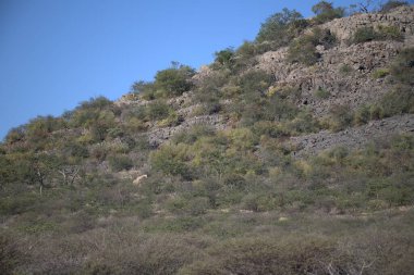 Ağaçlar ve ormanlarla dolu güzel bir manzara.