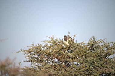 Vahşi Afrika savan kuşları