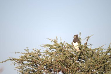 Afrikalı kartal ağaçta