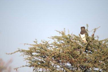 Siyah başlı kerkenez (falco tintintintindidus) ağaçta tünemiş)