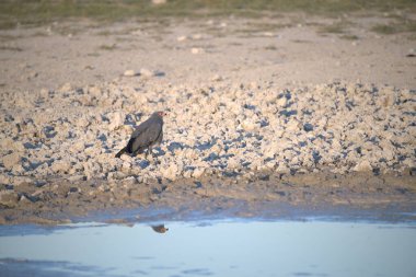 Yerde siyah bir karga