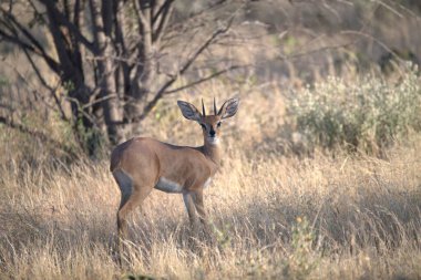 Ormandaki kırmızı geyik