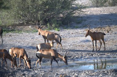 Çölde bir grup geyik.