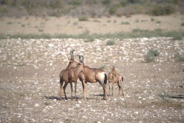 Vahşi hayvanlar, seçici odaklanma