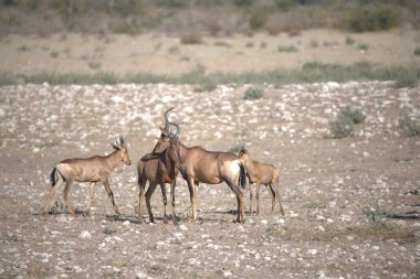 Utah 'taki beyaz antilop.