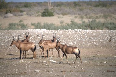Vahşi doğadaki bir grup vahşi antilop.