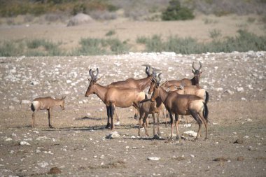 Amerika 'daki Utah çölünde vahşi atlar.