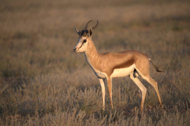 sha Boavu 'nun Afrika bozkırında erkek bir Impala antilobu.