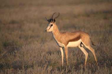Vahşi doğada güzel bir antilop
