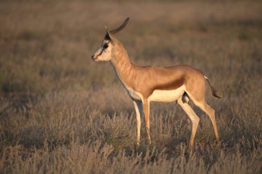 Beyaz ceylan (ceylan) doğal ortamda, etonamib 'de - namibya Afrika.