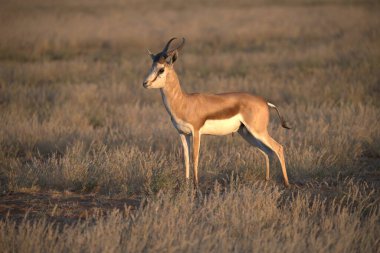 Kenya 'da bir çölün arka planında beyaz antilop